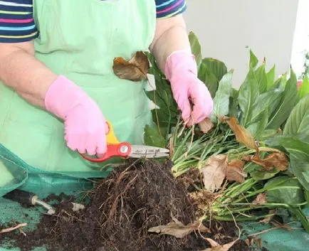 Hogyan transzplantáció Spathiphyllum (női boldogság) a hazai