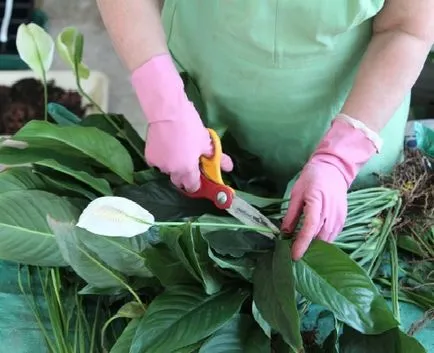 Hogyan transzplantáció Spathiphyllum (női boldogság) a hazai