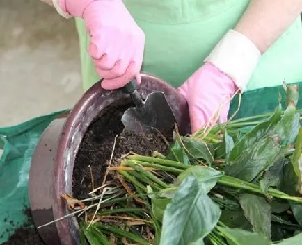 Hogyan transzplantáció Spathiphyllum (női boldogság) a hazai