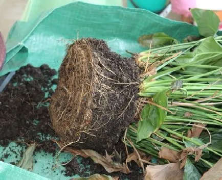 Hogyan transzplantáció Spathiphyllum (női boldogság) a hazai