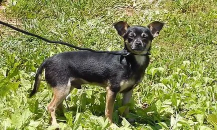 Hogyan válasszuk ki a póráz, hám, nyakörv és egy szájkosár Chihuahua