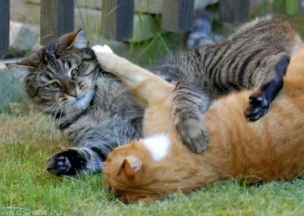 Hogyan kell barátkozni két macska egy lakásban macska macska (macskák) Hogyan kell barátkozni két macska egy lakásban macska macska