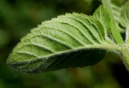 Hogyan növény menta és vigyázni rá a nyílt terepen