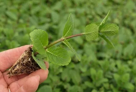 Hogyan növény menta és vigyázni rá a nyílt terepen