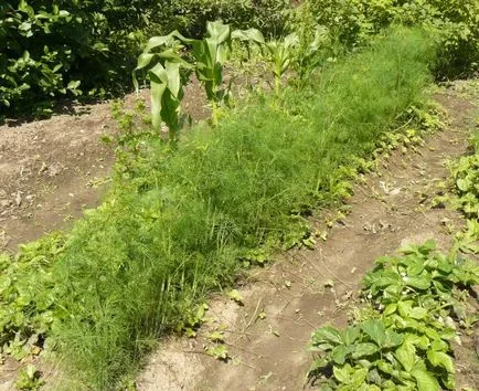 Hogyan növény kapor és a petrezselyem az országban, és hogyan növekszik, video