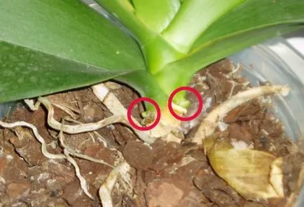 Hogyan lehet elválasztani a Babe orchideák