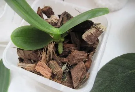 Hogyan lehet elválasztani a Babe orchideák