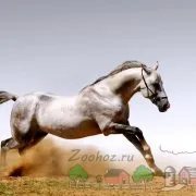 Hogyan kell kezelni, és lovagolni a lovat, és hogyan kell tanulni lovagolni lóháton fotó és videó