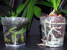 Hogyan kell helyesen gondozni phalaenopsis - beltéri növények és virágok (növekvő Phalaenopsis) Hogyan kell helyesen gondozni phalaenopsis - beltéri növények és virágok