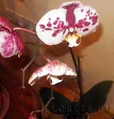 Hogyan kell helyesen gondozni phalaenopsis - beltéri növények és virágok (növények) Hogyan kell helyesen gondozni phalaenopsis - beltéri növények és virágok