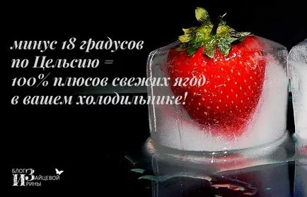 Hogyan befagyasztására bogyók a téli, blog Iriny Zaytsevoy (bogyók) Hogyan befagyasztására bogyók a téli, blog Iriny Zaytsevoy