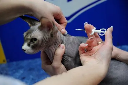 Hogyan készítsünk egy macska útlevél, utasítások, tanácsok, videók (cat) Hogyan készítsünk egy macska útlevél, utasítások, tanácsok, videók