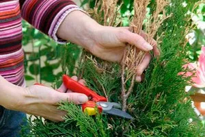 Hogyan növény tuja tavasz - semmi sem könnyebb (gyökér növekedését is ment) Hogyan növény tuja tavasz - semmi sem könnyebb