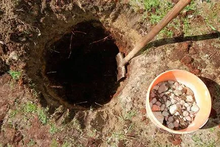 Hogyan növény tuja tavasz - semmi sem könnyebb (növekedés mehet) Hogyan növény tuja tavasz - semmi sem könnyebb