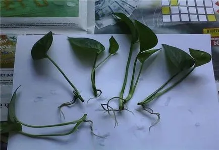 Hogyan átveszi Anthurium otthon, fotók és videó (Anthurium) Hogyan átveszi Anthurium otthon, fotó és videó