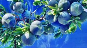 Hogyan készítsünk orr csepp Kalanchoe hideg (orrfolyás Kalanchoe) Hogyan készítsünk orr csepp Kalanchoe megfázás