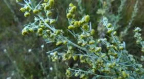 Hogyan készítsünk orr csepp Kalanchoe megfázás (Kalanchoe) Hogyan készítsünk orr csepp Kalanchoe megfázás