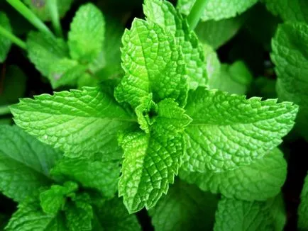 Hogyan készítsünk illóolajok otthon főzés titkait aromamasel