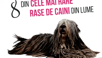 tibeti masztiff