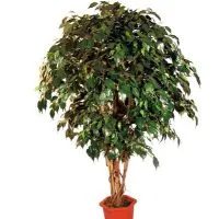 Hogyan alkotnak a koronát Ficus benjamina (alak ficus forma) Hogyan alkotnak a koronát a Ficus benjamina