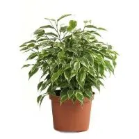 Hogyan alkotnak a koronát Ficus benjamina (korona) Hogyan alkotnak a koronát a Ficus benjamina
