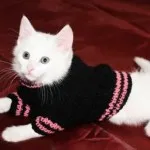 Hogyan varrni ruhát a macskák saját kezűleg - tisztán férfi - bútorok és ruhák háziállatoknak - cat clean - (cat) Hogyan varrni ruhát a macskák saját kezűleg - tisztán férfi - bútorok és ruhák háziállatoknak - macska tiszta -