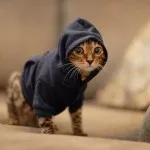Hogyan varrni ruhát a macskák saját kezűleg - tisztán férfi - bútorok és ruhák háziállatoknak - cat clean - (kéz) Hogyan varrni ruhát a macskák saját kezűleg - tisztán férfi - bútorok és ruhák háziállatoknak - macska tiszta -