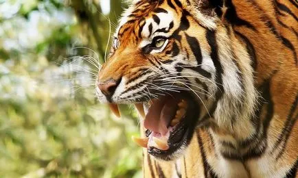 Hogyan kell menteni a tigris támadás
