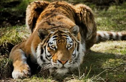 Hogyan kell menteni a tigris támadás