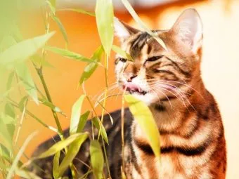Mint egy kisállat javítja az étvágyat kérdésekre adott válaszok a tápanyag-összetételre és egészségre cat (javítása) Mint egy kisállat javítja az étvágyat kérdésekre adott válaszok a tápanyag-összetételre és egészségre macska