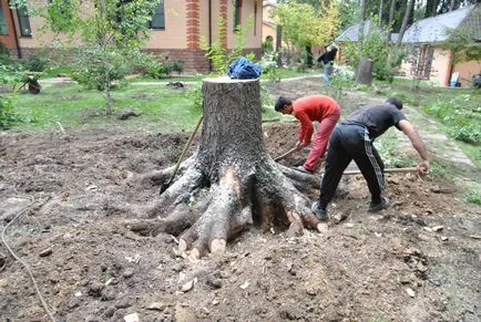Hogyan lehet eltávolítani egy részét a csonk (8 módon) - sikeres ötletek