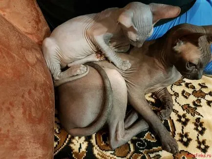 Hogyan törődik egy macska fajta Szfinx Szfinx (Sphinx) Hogyan törődik egy macska fajta Szfinx Szfinx