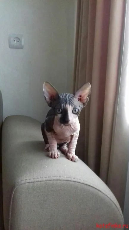 Hogyan törődik egy macska fajta Szfinx Szfinx (Sphinx) Hogyan törődik egy macska fajta Szfinx Szfinx