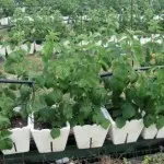 Hogyan válasszuk ki a csokornyakkendő és mit vegyek