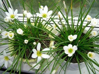 Hogyan törődik cserepes nárcisz a szabályok és tanácsok (vigyázni a rózsa egy bankot otthon izzók virágzás öntözés transzplantáció) Hogyan törődik a cserepes nárcisz szabályok és tanácsok