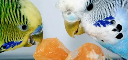 Hogyan törődik törpepapagájok, háziállat (hullámos) Hogyan törődik törpepapagájok, háziállat