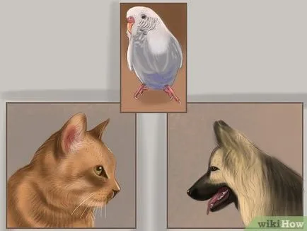 Hogyan törődik törpepapagájok 1