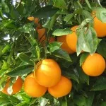Hogyan növekszik egy narancsot a csontok otthon (gondozás, transzplantáció)