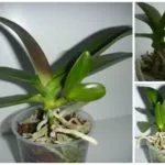 Hogyan növekszik orchideák phalaenopsis Babe egy tüske