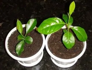 Hogyan növekszik egy narancsot a csontok otthon (gondozás, transzplantáció)