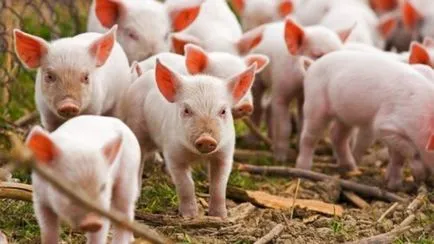 Hogyan hozzuk ki a sertések nélkül a koca szabványok malacok étrendjében, ötletek (malac) Hogyan hozzuk ki a sertések nélkül a koca szabványok malacok étrendjében, ötletek