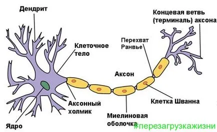 Hogyan lehet gyógyítani epilepszia, igazi történet egy lány Szentpétervárról