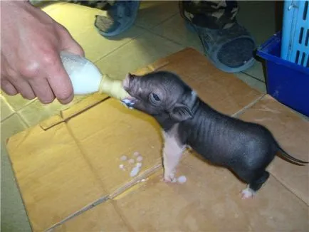 Hogyan hozzuk ki a sertések nélkül a koca szabványok malacok étrendjében, ötletek (felnevel) Hogyan hozzuk ki a sertések nélkül a koca szabványok malacok étrendjében, ötletek