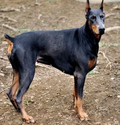 dobermann