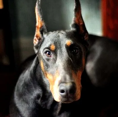 doberman