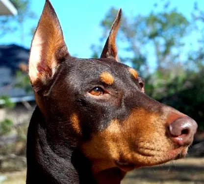 dobermann