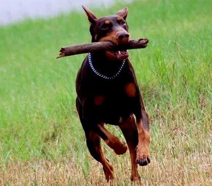doberman