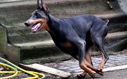dobermann