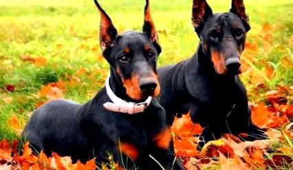 doberman személyiséggondozás