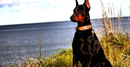 személyiséggondozás doberman